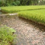 training-manajemen-pemasaran-agribisnis